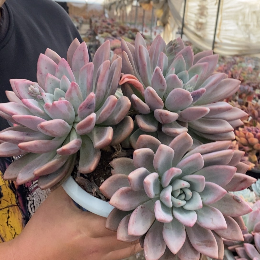 奥普琳娜三头起发，230杯