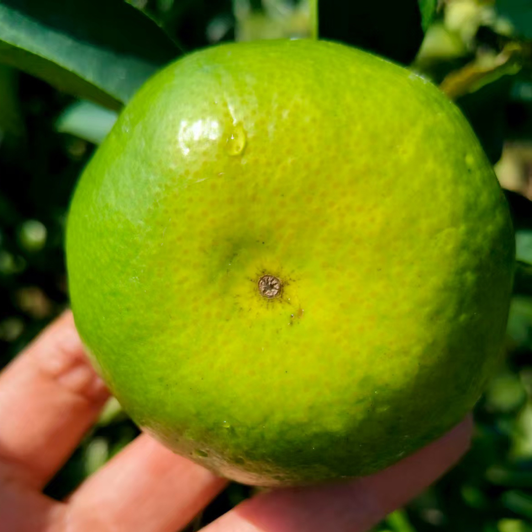 正宗清江东江湖蜜橘精品无渣无籽皮薄