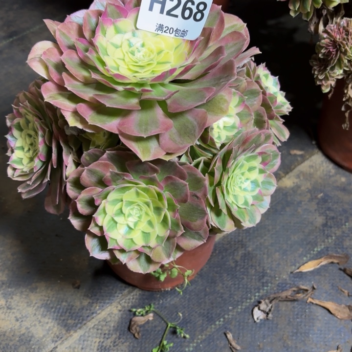 瑞妈，，，。。。。268绿体。