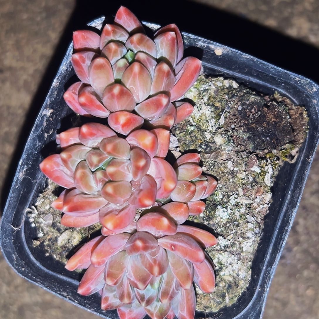 桔云多肉美人精品系列