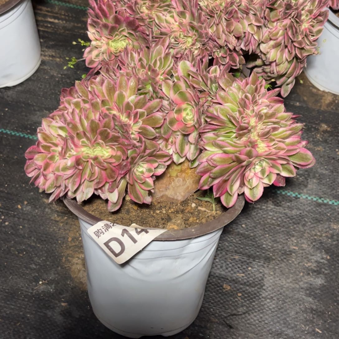 140多肉植物倾城缀化