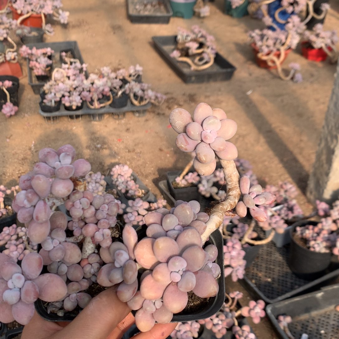 淵***諾桃蛋有一颗有瑕疵福利37号