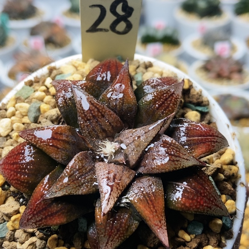 【闪购商品】28玫瑰夫人