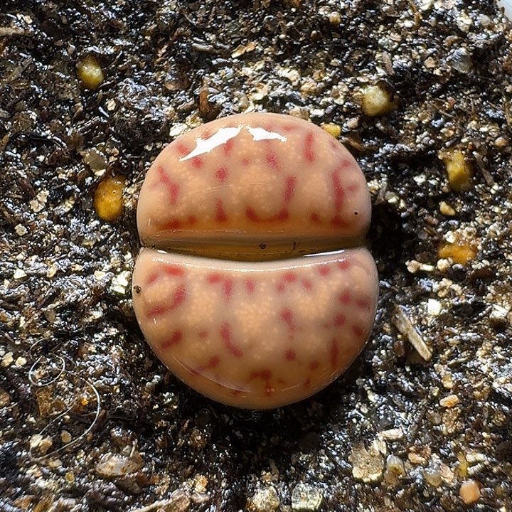 生石花111112。   179