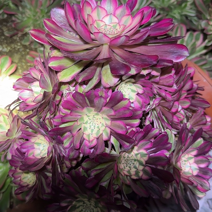 精品红铜壶超白锦老桩特价福利