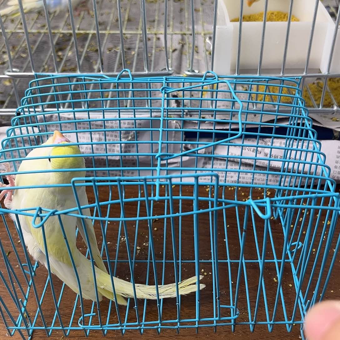 虎皮鹦鹉金彩鹦鹉