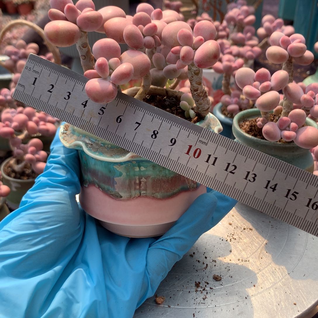 75号带盆偏远地区不包邮的
