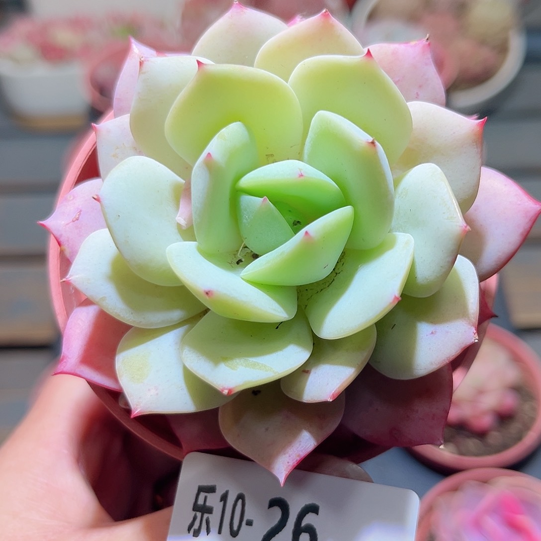 乐10-26 静雪单头 