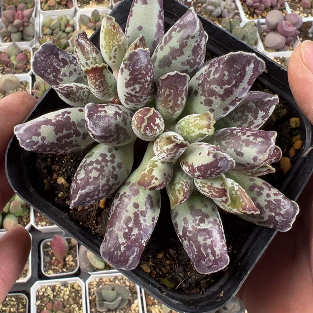 三代紫海豹亮紫色多肉植物水泡