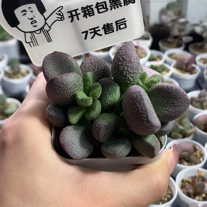 亚当—专拍专拍专拍