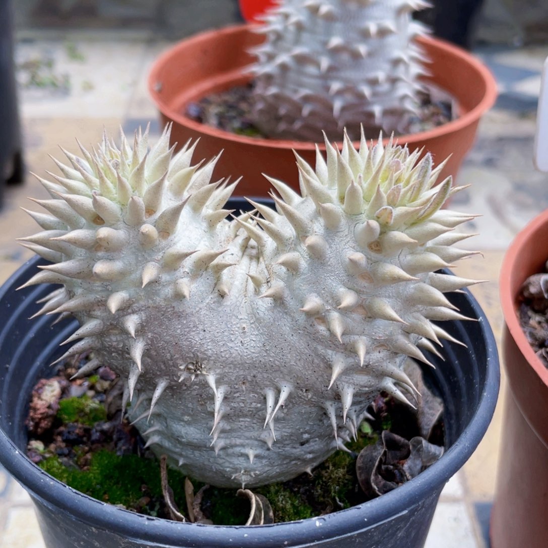 一物一拍，惠比大黑