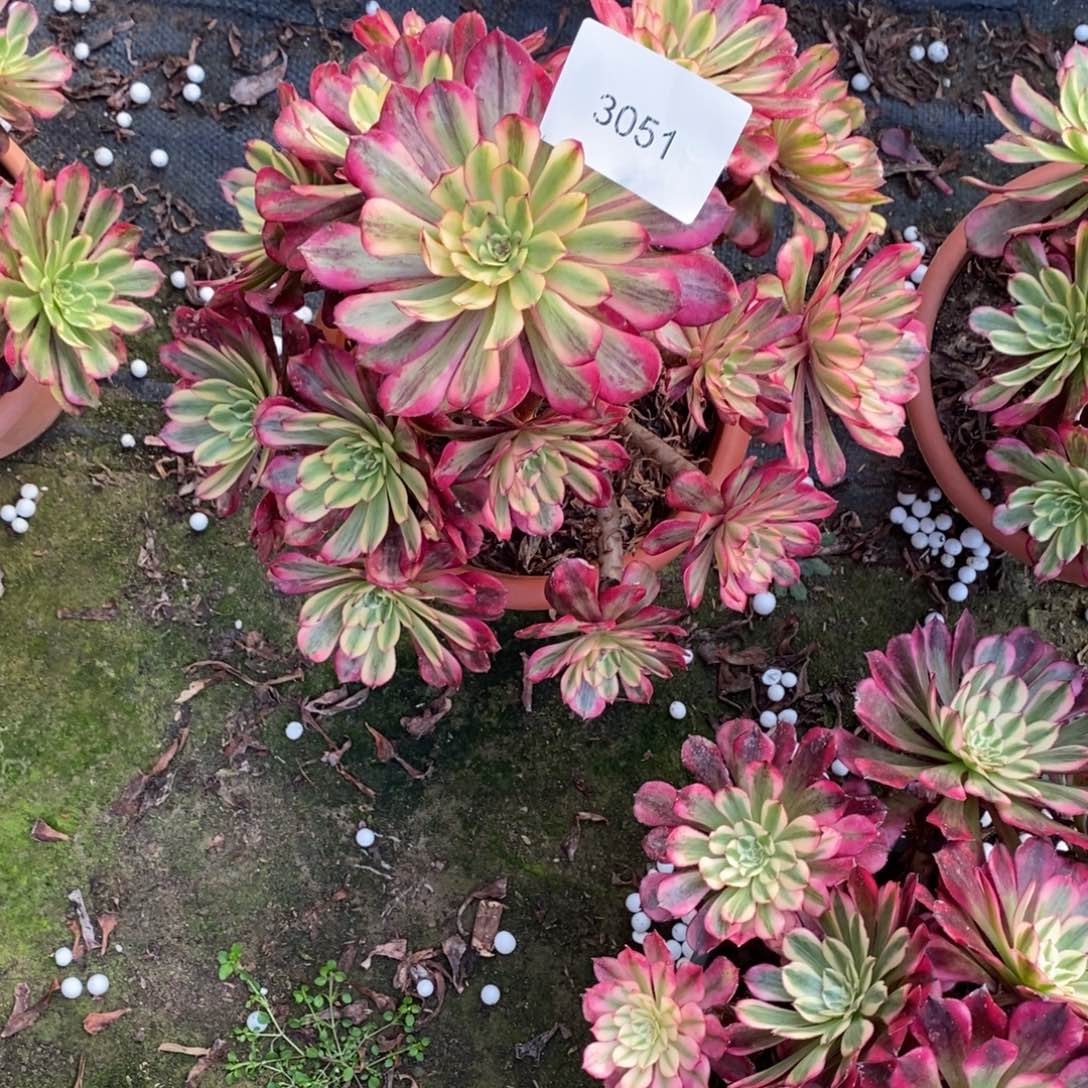 3051号月蝉3051号