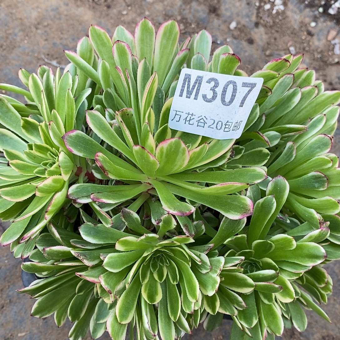 307朝霞多肉植物