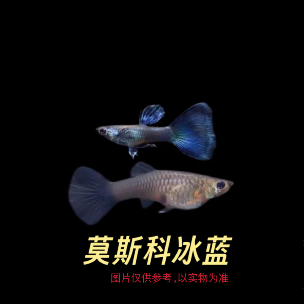 精品孔雀莫斯科冰蓝观赏鱼活体好养耐活适合繁殖孔雀鱼