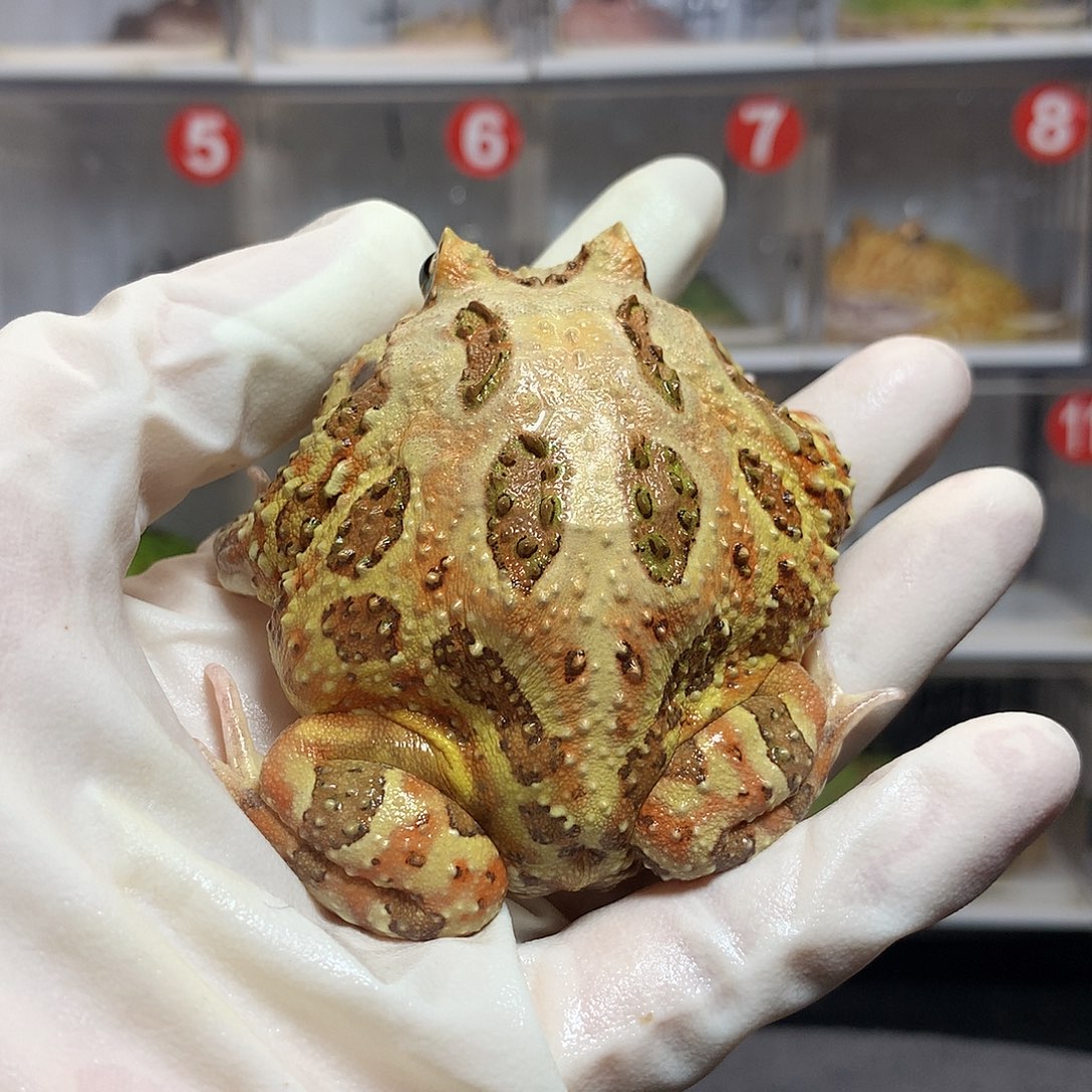 角蛙4154 原色角蛙