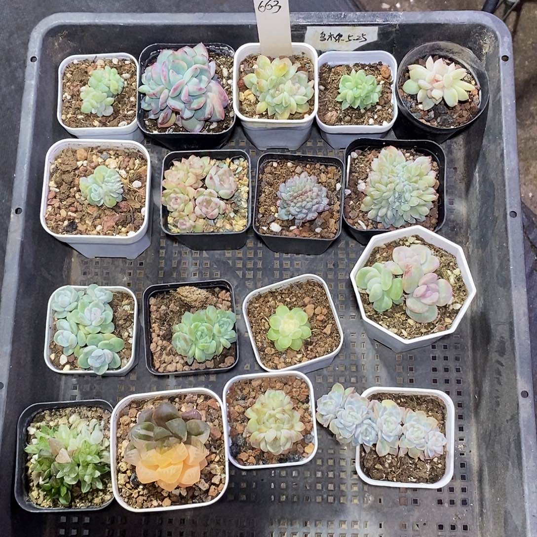 635一筐17颗多肉植物