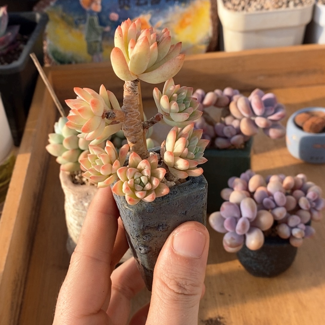树冰群生一物一拍
