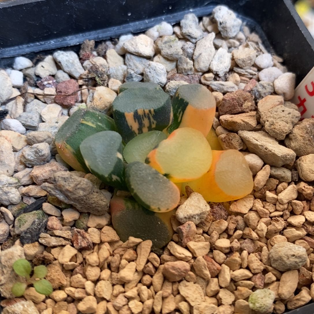 300号空门万象锦带盆