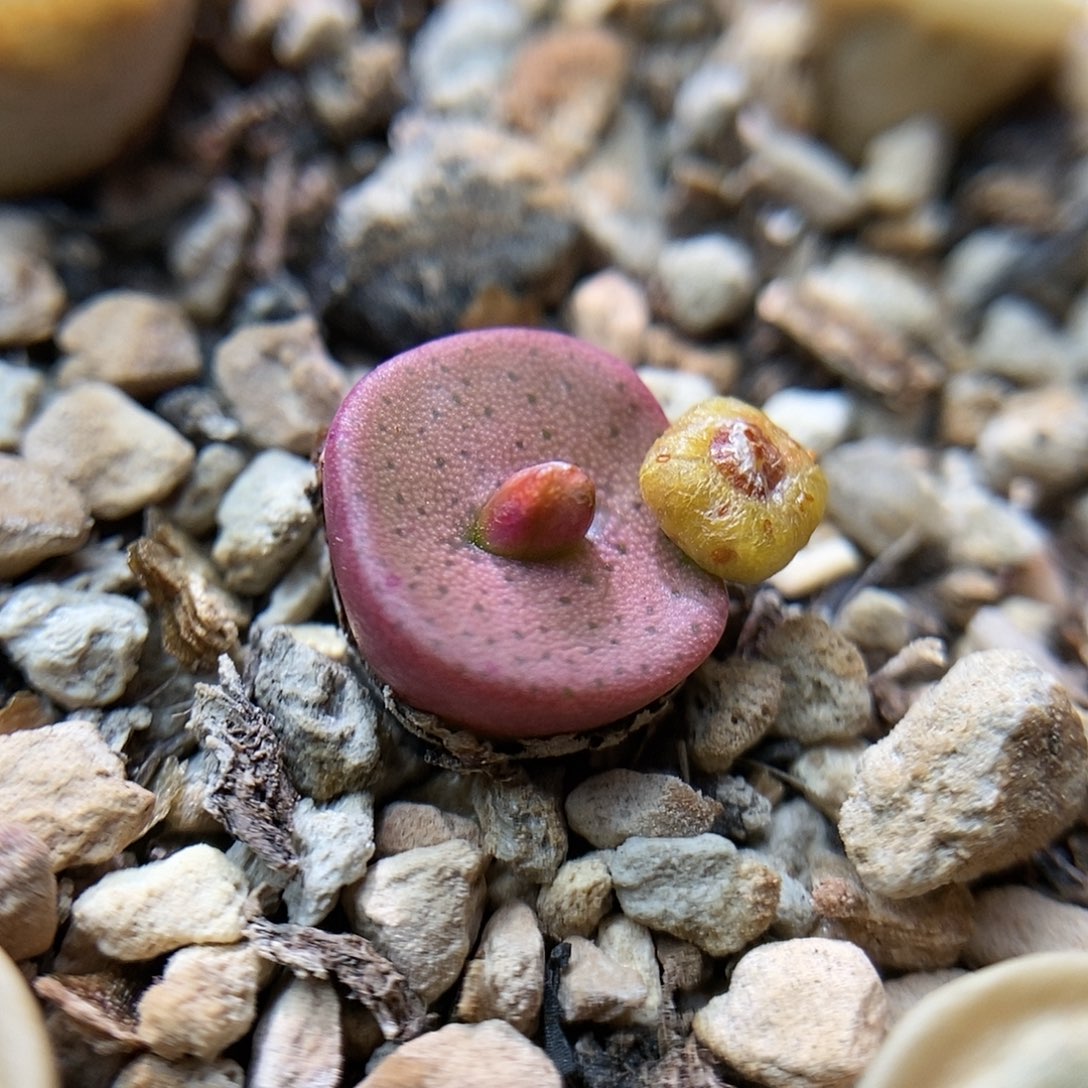 bc纽扣一颗母本带种夹包邮