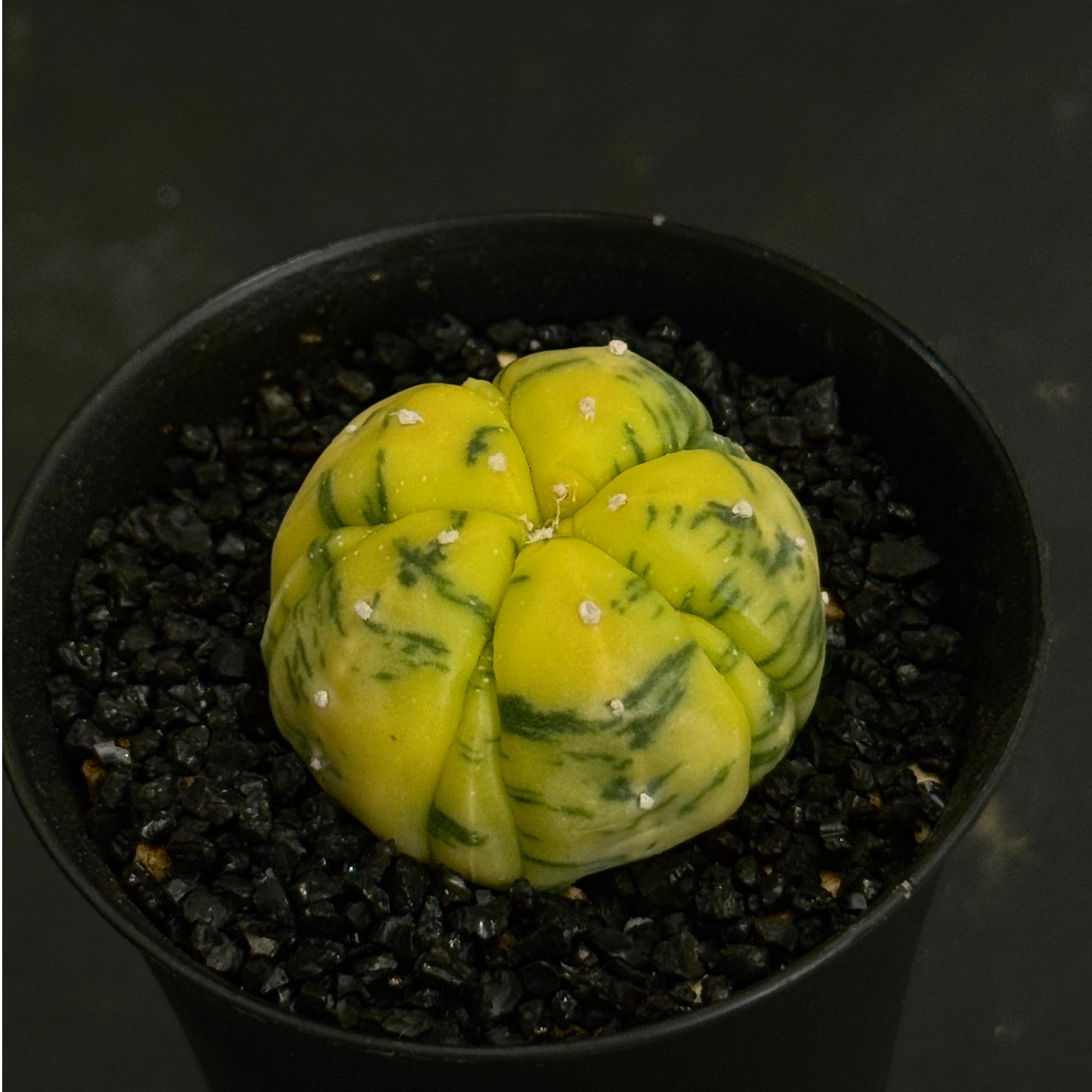 星兜懒人植物柠檬系列