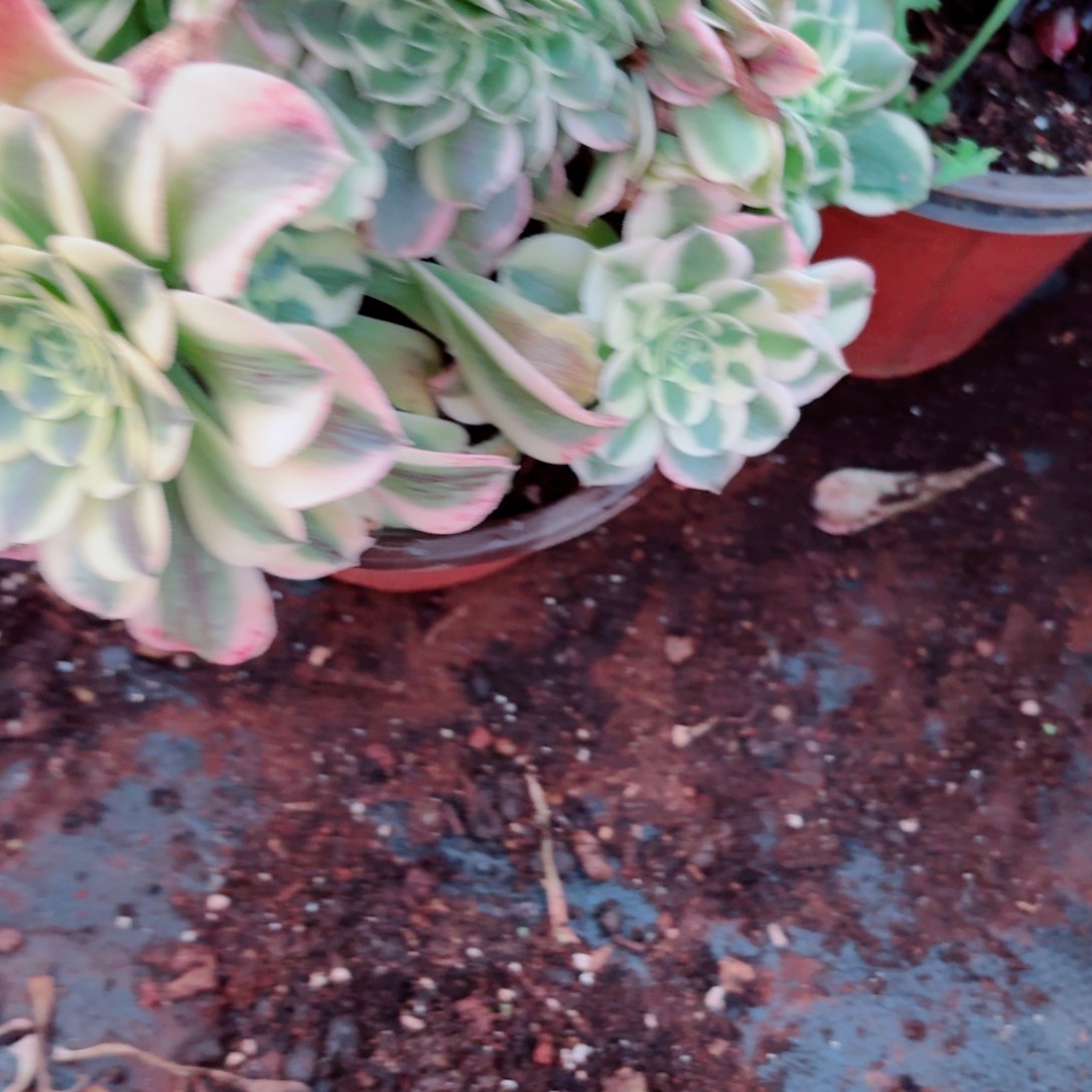 嗯598 号多肉法师植物