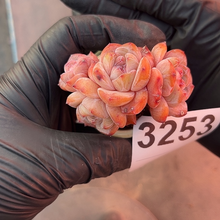 心****3253，四头星影带盆发的