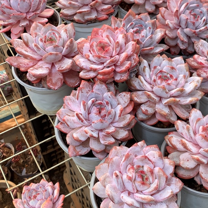 原始种糖心雪天使两单包邮