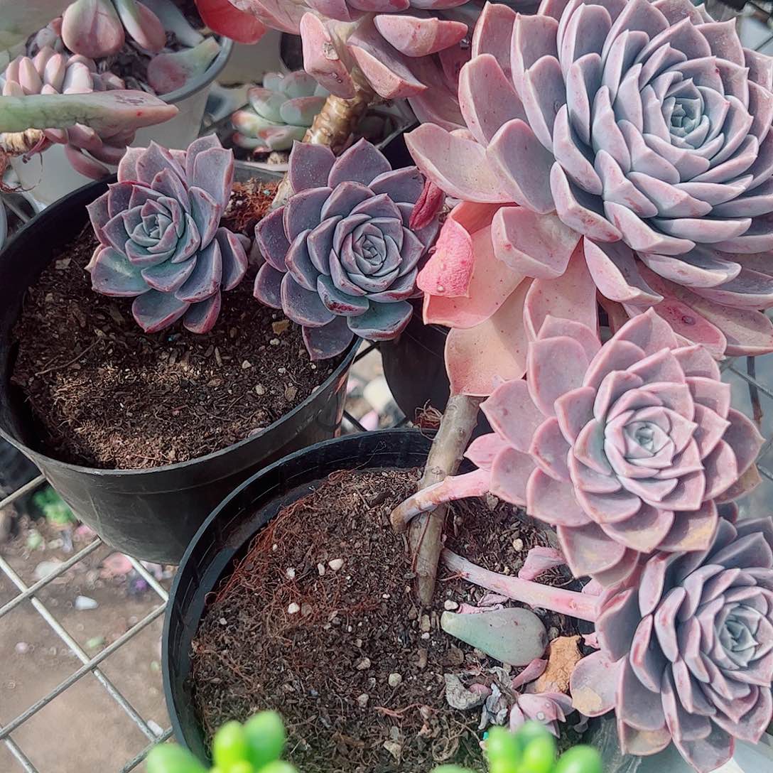 原始哈利沃森大单头带仔精品二盆