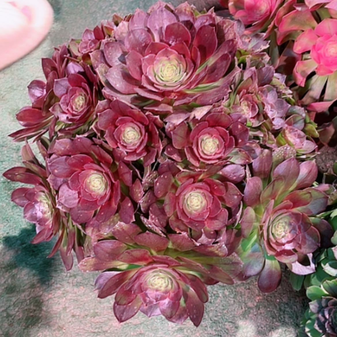 【闪购商品】法师好看也好呀，黑魔