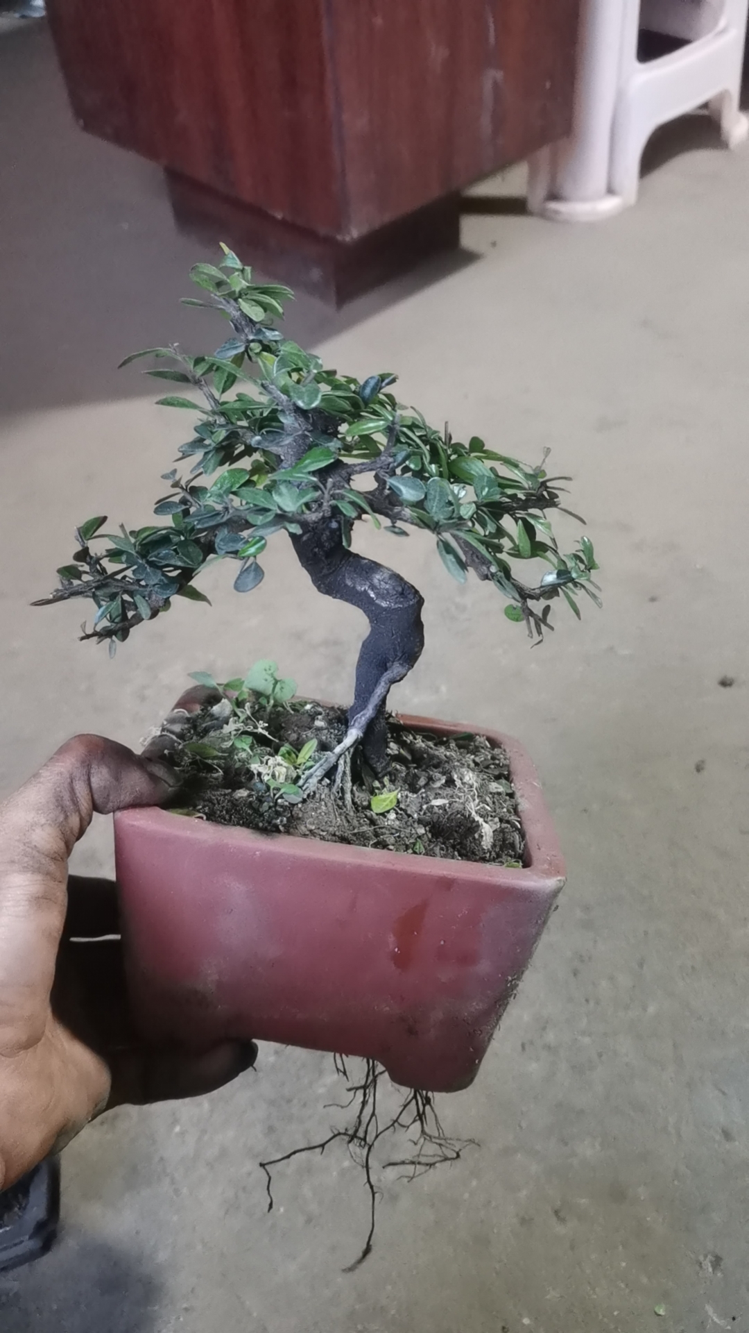 铁马盆景和白花荀子