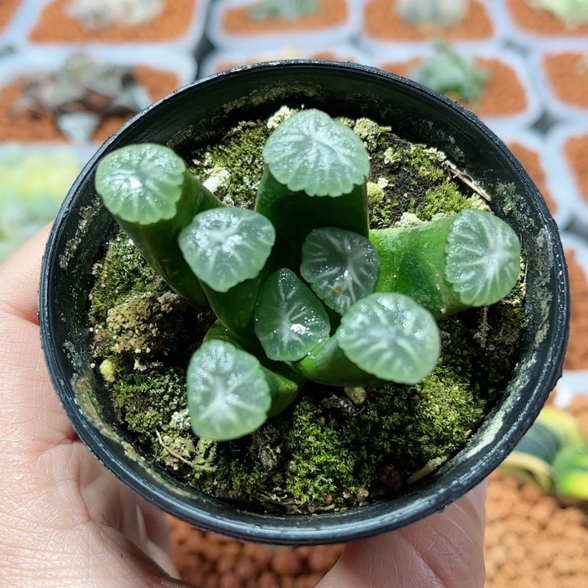 【闪购商品】命运万象