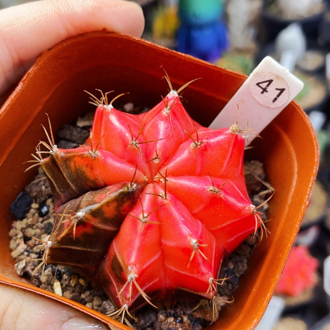 非偏远地区满25包邮仙人球