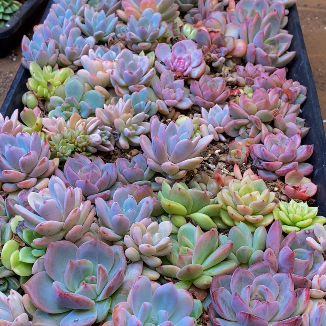 505多肉酱面的做法大全怎么