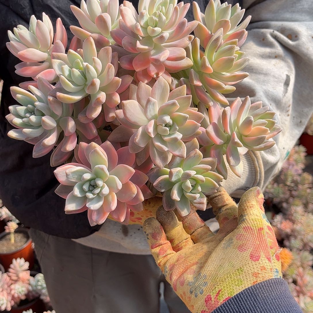 M***旻多肉植物淡雪景D5