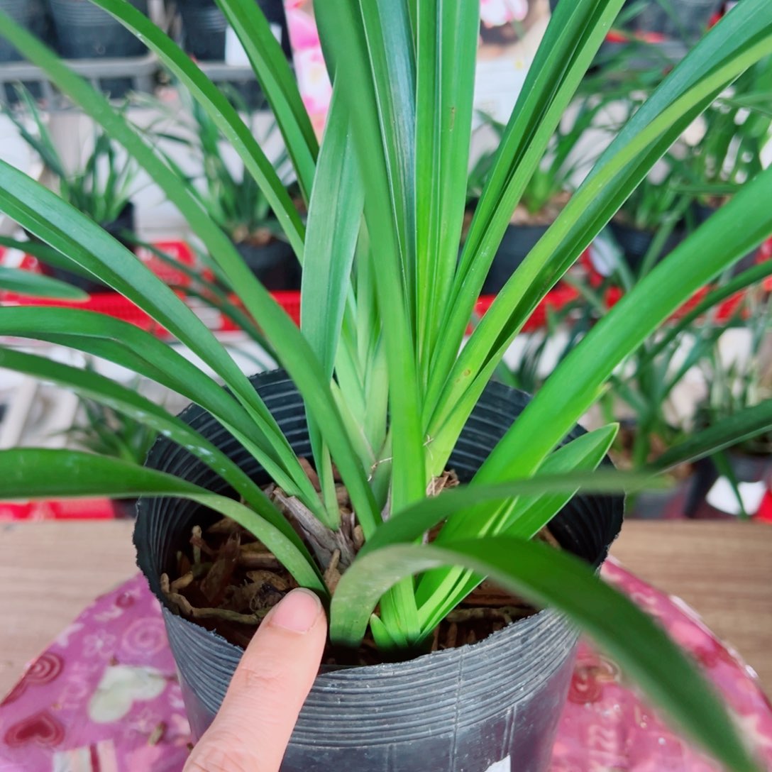 当前无花栽培后可以开花