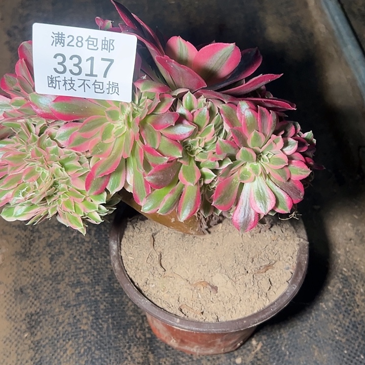 3317粉女巫多肉植物