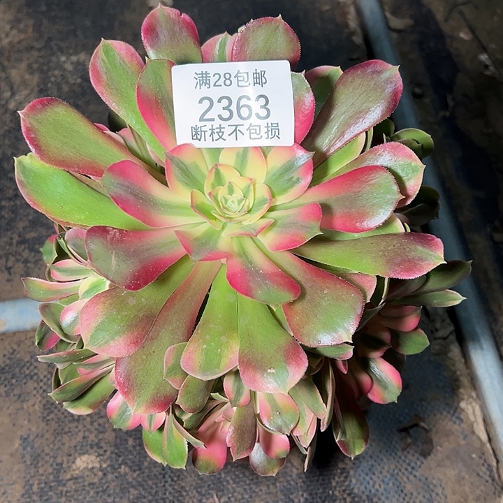 2363香妃多肉植物