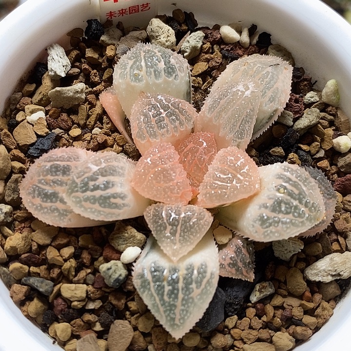 451湖斑具味城寿锦一物一拍