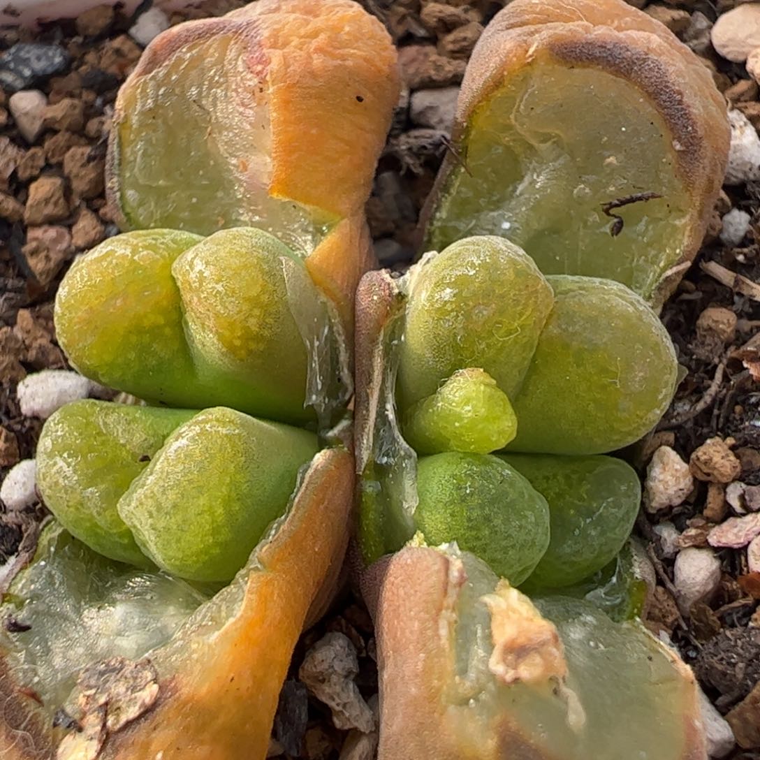 红蛋糕母本多肉植物百科