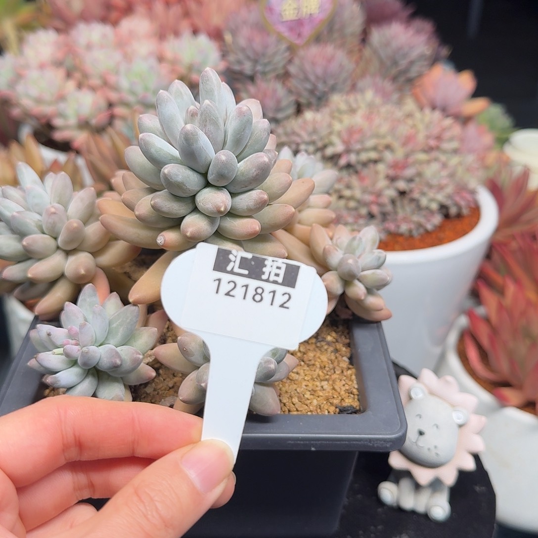 精品多肉植物121812