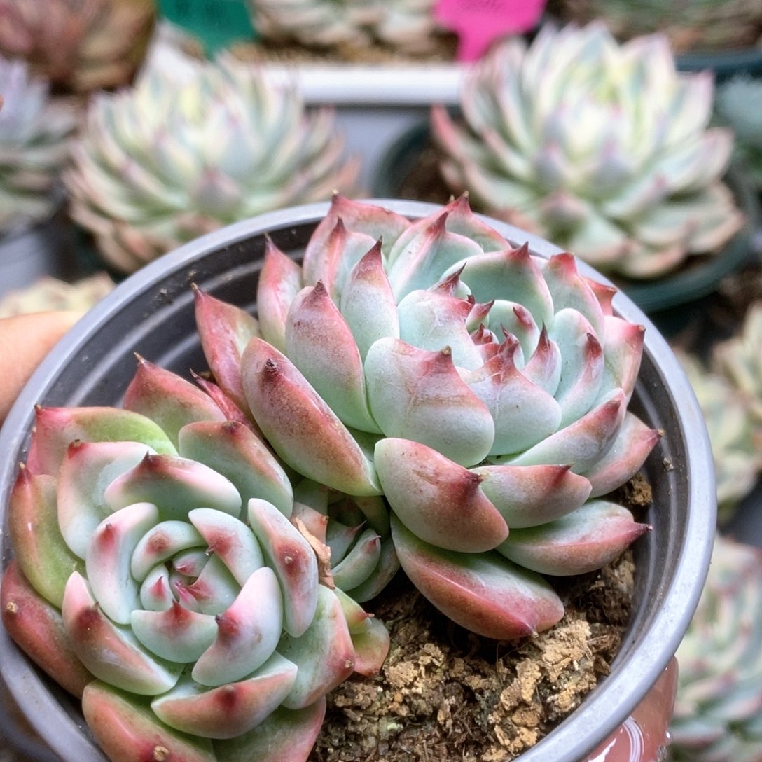 010锦锦锦锦锦锦锦