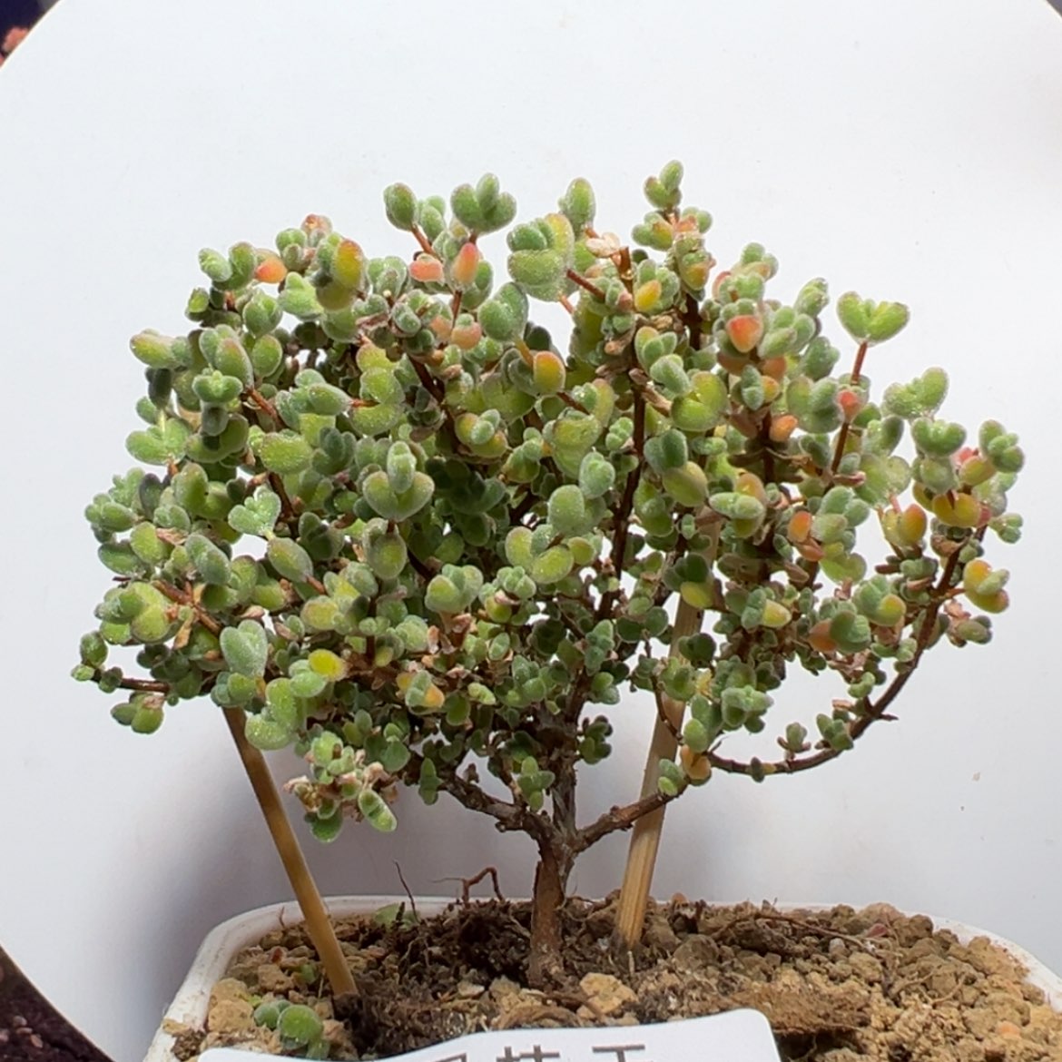 【闪购商品】e396直杆莱斯枝干番杏