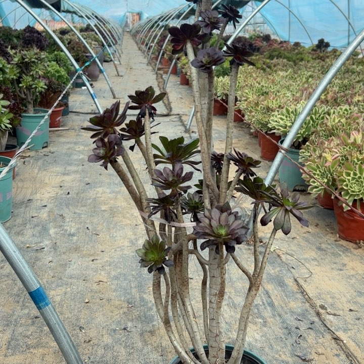 20黑法师多肉多肉多肉