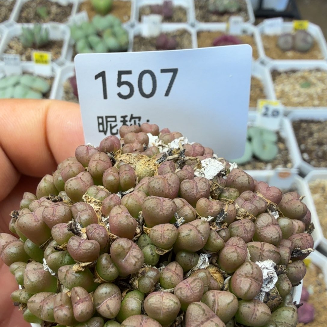 多肉植物多肉植物
