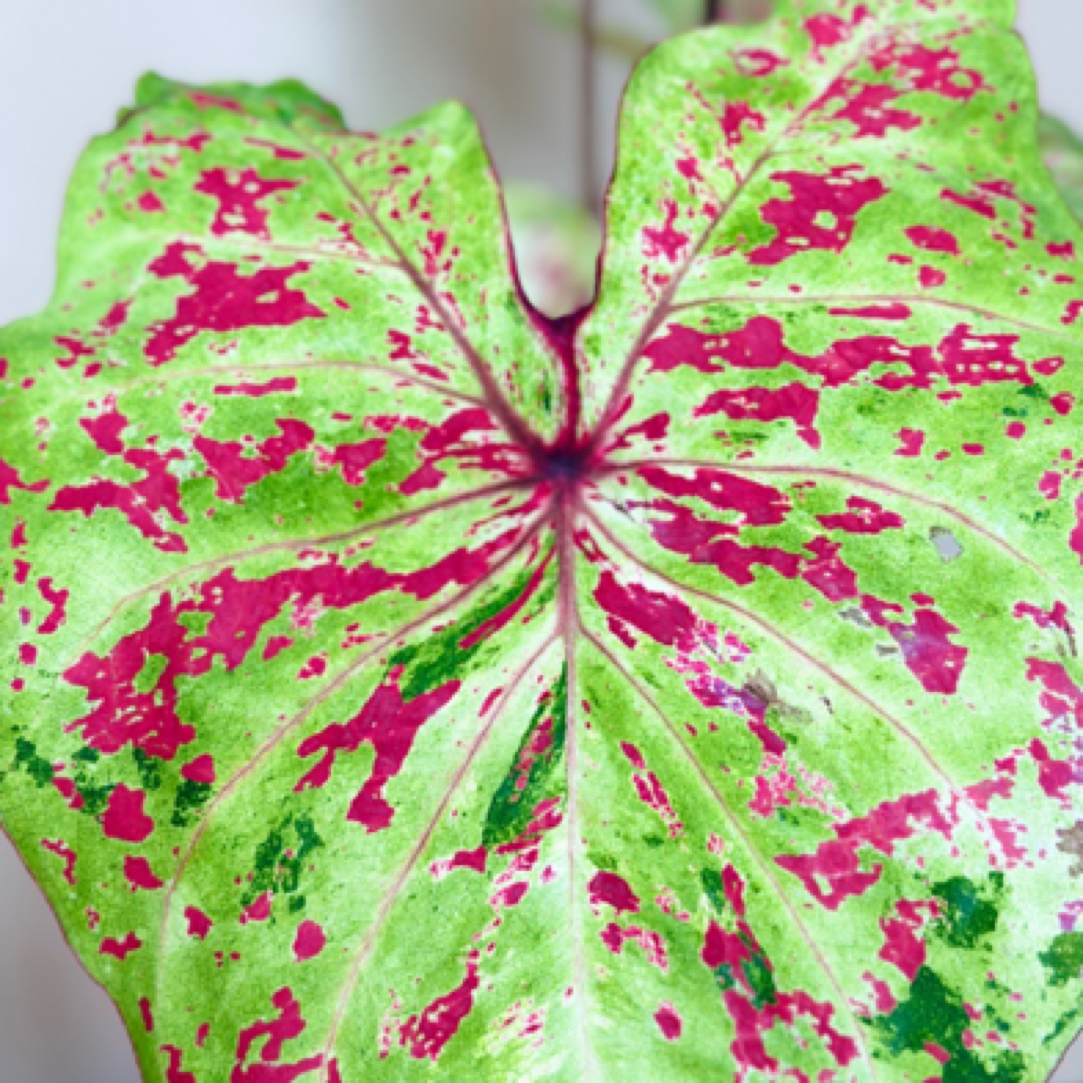 【月光覆盆子】原盆原土1加仑大种球进口彩叶芋好养绿植不含盆器