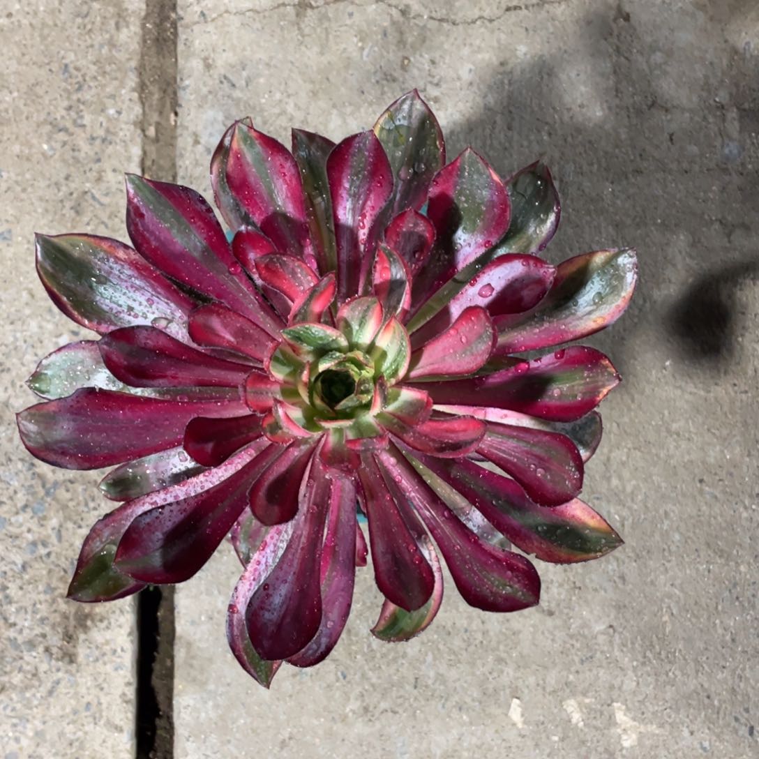 巫毒拉丝白锦漂亮漂亮