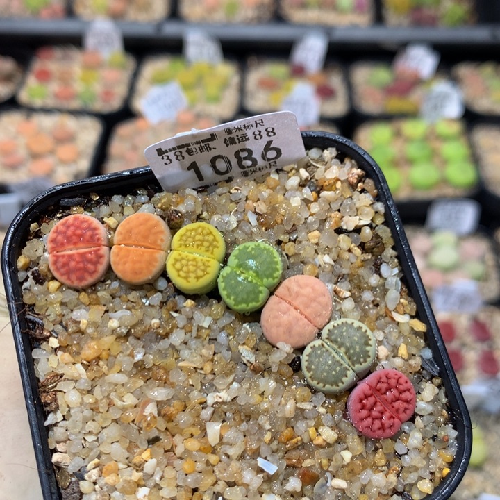 zzz精品生石花1086