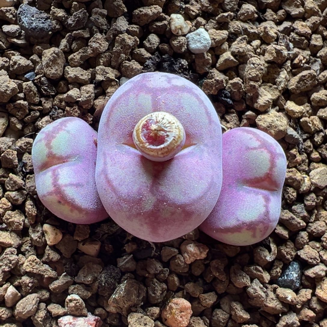 八重亘基多肉植物盆栽植物