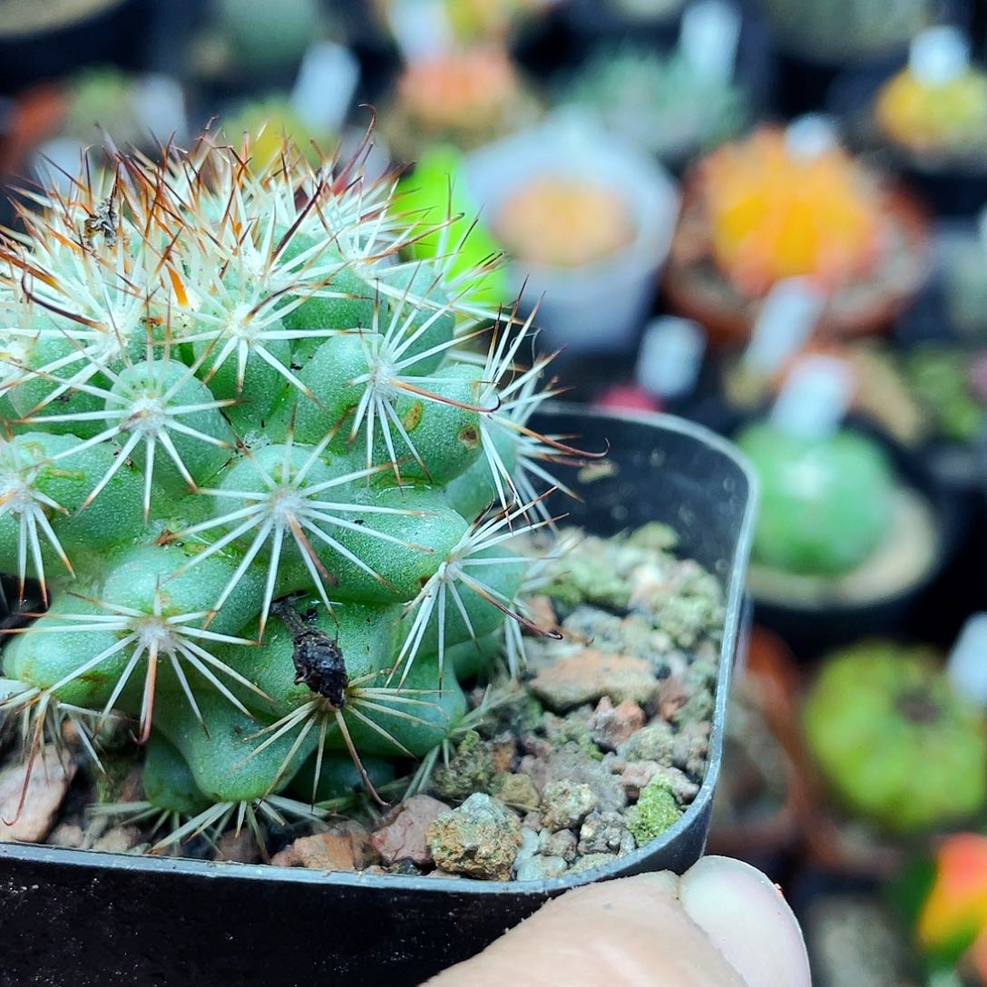 蓬莱宫非偏远地区满25包邮仙人球