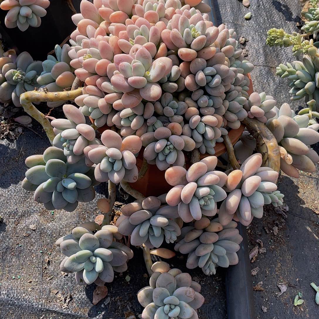 若*洛神多肉植物群